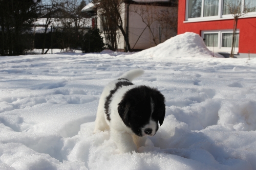IMG 0242 kl