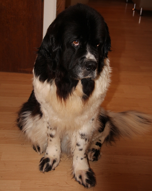 Lissirudel
