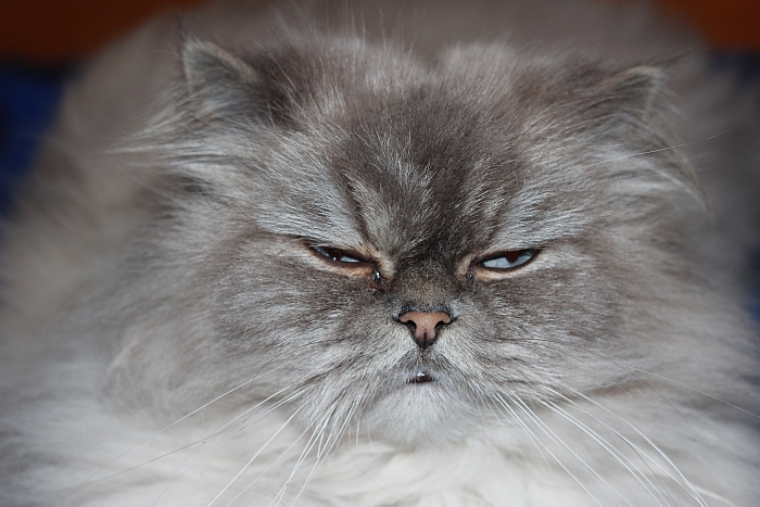 Perserkatze Max